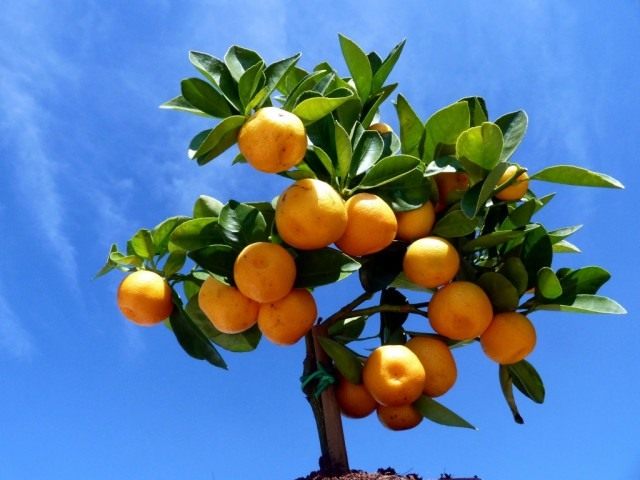 Каламондин, или цитрофортунелла (Calamondin) — быстрорастущее и хорошо ветвящееся вечнозеленое деревце — гибрид мандарина с кумкватом (фортунеллой)