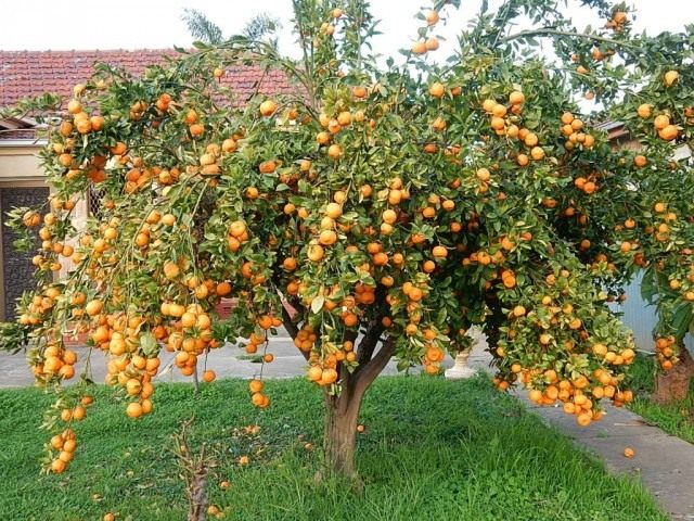 Мандариновое дерево