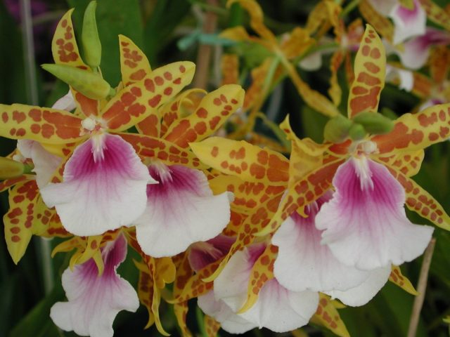 Мильтония (Miltonia) Мильтония (Miltonia)