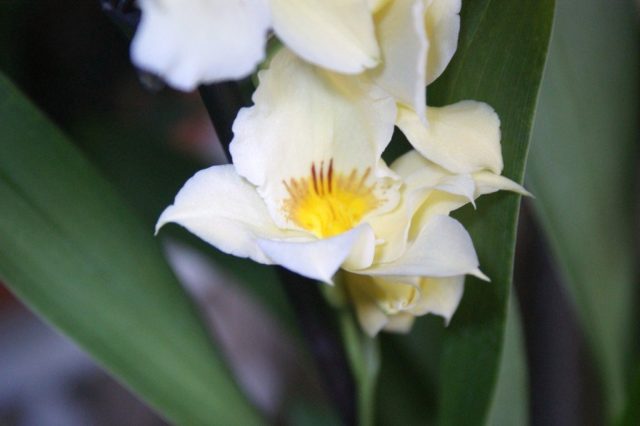 Мильтония (Miltonia) Мильтония (Miltonia)