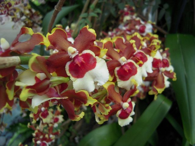 Мильтония (Miltonia) Мильтония (Miltonia)