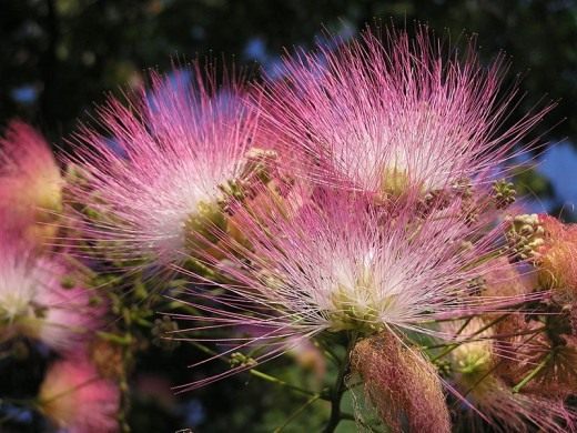 Альбиция ленкоранская (Albizia julibrissin) Альбиция ленкоранская (Albizia julibrissin)