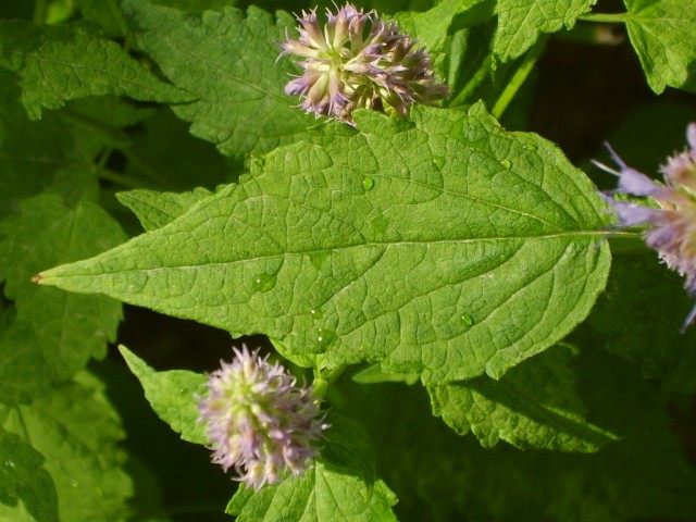 Агастахис морщинистый, или Лофант тибетский (Agastache rugosa) Агастахис морщинистый, или Лофант тибетский (Agastache rugosa)