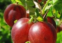 Крыжовник (Gooseberry)