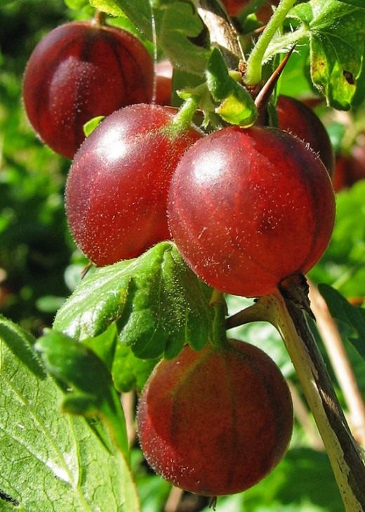 Крыжовник (Gooseberry) Крыжовник (Gooseberry)