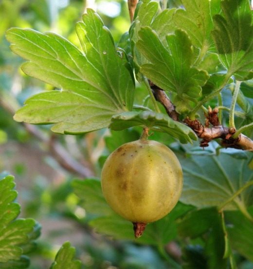 Крыжовник (Gooseberry) Крыжовник (Gooseberry)