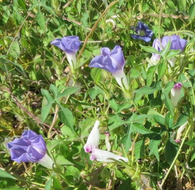 Ипомея плющевидная (Ipomoea hederacea) Ипомея плющевидная (Ipomoea hederacea)