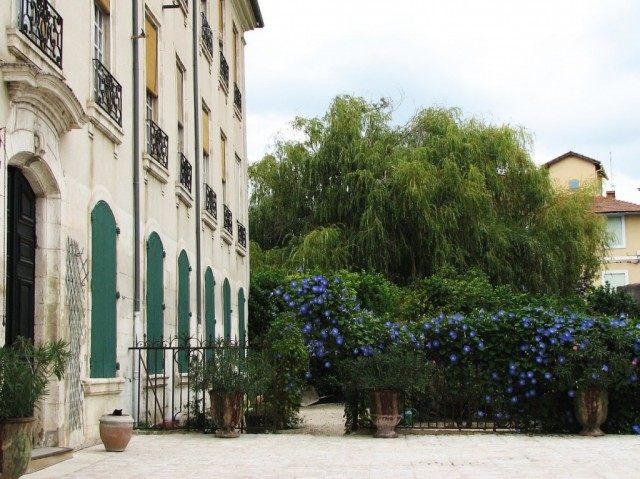 Ипомея (Ipomoea) Ипомея (Ipomoea)