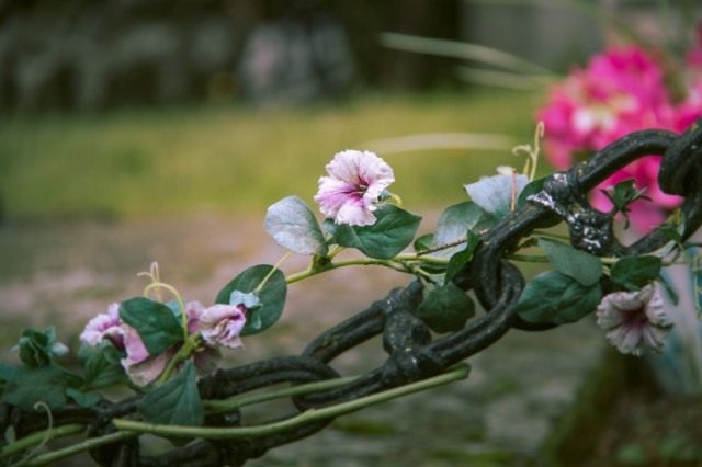 Ипомея (Ipomoea) Ипомея (Ipomoea)