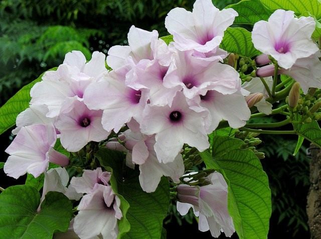 Ипомея мясо-красная (Ipomoea carnea) Ипомея мясо-красная (Ipomoea carnea)
