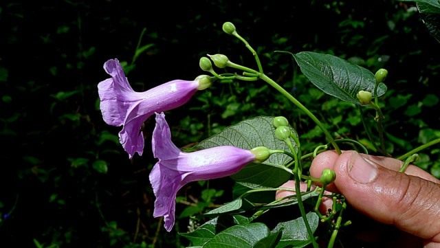 Ипомея (Ipomoea batatoides) Ипомея (Ipomoea batatoides)