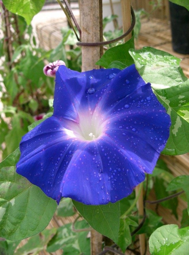 Ипомея Нил (Ipomoea nil), сорт Akatsukinoumi Ипомея Нил (Ipomoea nil), сорт Akatsukinoumi