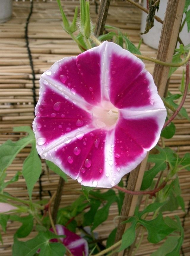 Ипомея Нил (Ipomoea nil), сорт Youjiro Ипомея Нил (Ipomoea nil), сорт Youjiro