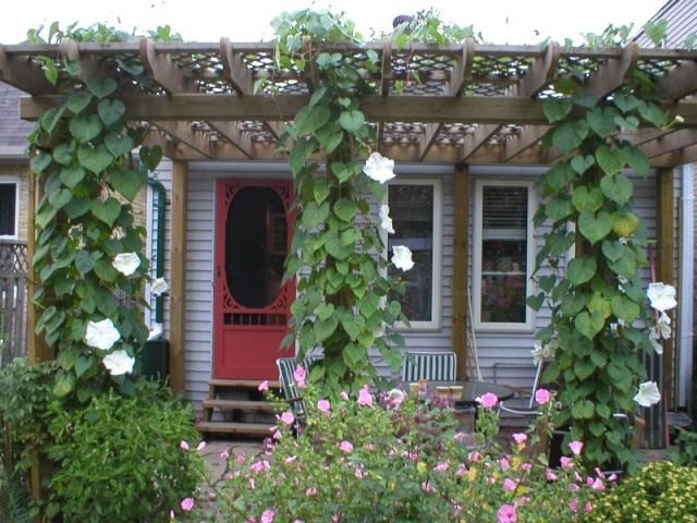 Ипомея лунноцветущая (Ipomoea noctiflora) Ипомея лунноцветущая (Ipomoea noctiflora)
