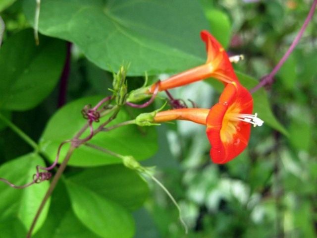 Ипомея Ярко-красная (Ipomoea coccinea) Ипомея Ярко-красная (Ipomoea coccinea)