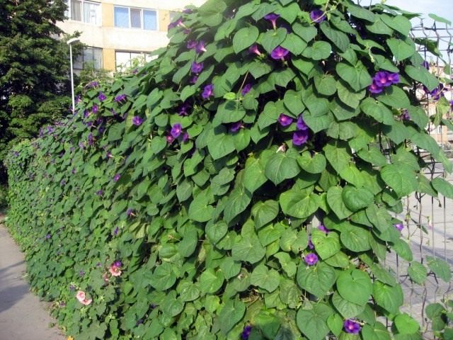 Ипомея Пурпурная (Ipomoea purpurea) Ипомея Пурпурная (Ipomoea purpurea)