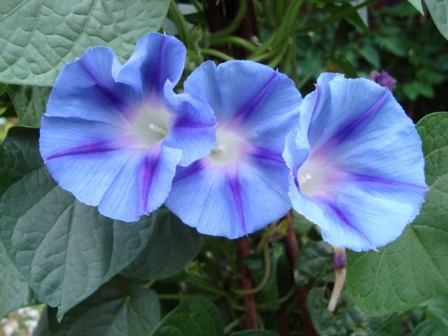 Ипомея Пурпурная (Ipomoea purpurea), сорт Light Blue Star Ипомея Пурпурная (Ipomoea purpurea), сорт Light Blue Star
