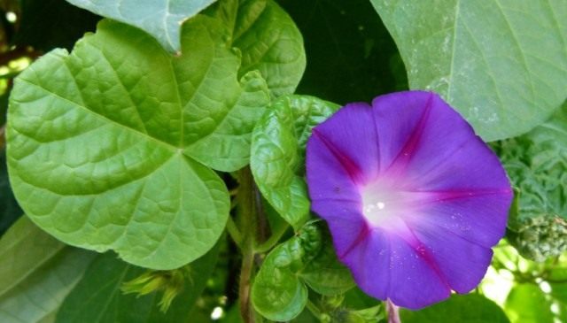 Ипомея Пурпурная (Ipomoea purpurea), сорт Звезда Ялты Ипомея Пурпурная (Ipomoea purpurea), сорт Звезда Ялты