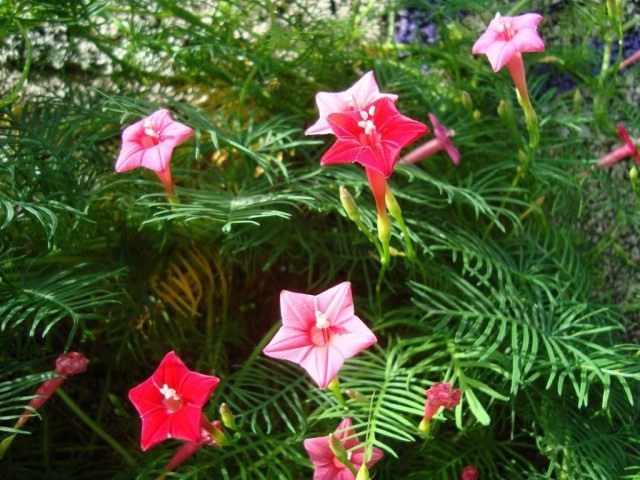 Ипомея Квамоклит (Ipomoea quamoclit) Ипомея Квамоклит (Ipomoea quamoclit)