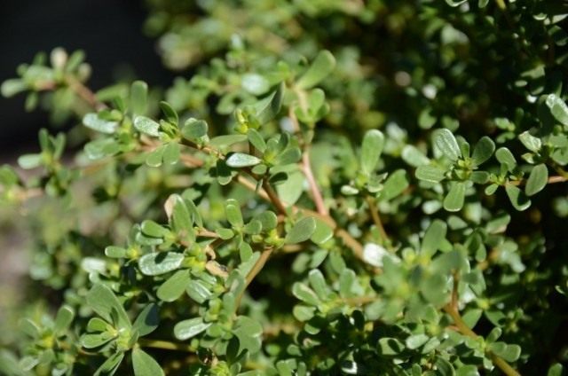 Портулак огородный (Portulaca oleracea) Портулак огородный (Portulaca oleracea)
