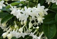 Стефанотис — лиана из Мадагаскара