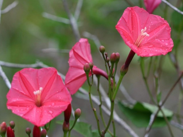 Ипомея (Ipomoea microdactyla) Ипомея (Ipomoea microdactyla)