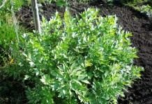 Любисток лекарственный (лат. Levisticum officinale)