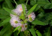 Мимоза стыдливая (Mimosa pudica)