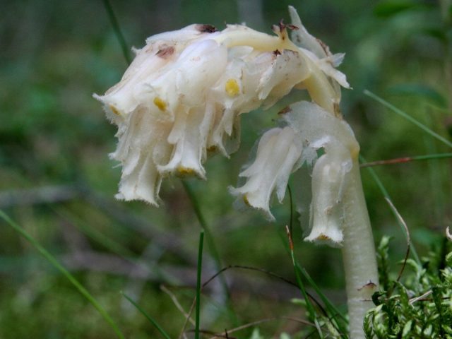 Подъельник обыкновенный (Monotropa hypopitys) Подъельник обыкновенный (Monotropa hypopitys)