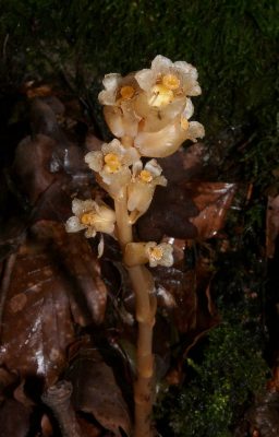 Подъельник обыкновенный (Monotropa hypopitys) Подъельник обыкновенный (Monotropa hypopitys)
