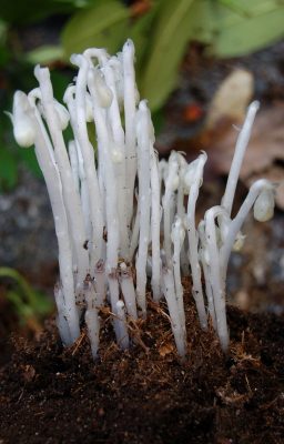 Подъельник одноцветковый (Monotropa uniflora) Подъельник одноцветковый (Monotropa uniflora)