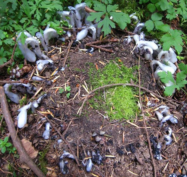 Ведьмино кольцо из цветущих растений Подъельника одноцветкового (Monotropa uniflora). США, штат Вашингтон, острова Сан-Хуан, остров Оркас Ведьмино кольцо из цветущих растений Подъельника одноцветкового (Monotropa uniflora). США, штат Вашингтон, острова Сан-Хуан, остров Оркас