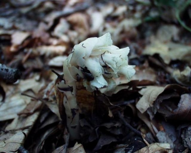 Подвид Подъельник подбуковый (Monotropa hypopitys subsp. hypophegea) иногда рассматривают как самостоятельный вид Monotropa hypophega Wallr Подвид Подъельник подбуковый (Monotropa hypopitys subsp. hypophegea) иногда рассматривают как самостоятельный вид Monotropa hypophega Wallr