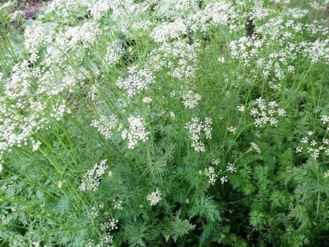 Анис обыкновенный, или Бедренец анисовый (Pimpinella anisum) Анис обыкновенный, или Бедренец анисовый (Pimpinella anisum)