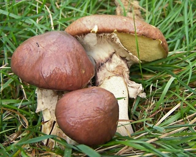 Маслёнок обыкновенный (Suillus luteus) Маслёнок обыкновенный (Suillus luteus)