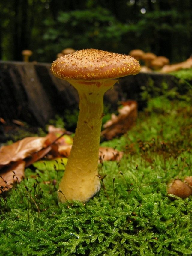 Опёнок осенний (Armillaria mellea) Опёнок осенний (Armillaria mellea)