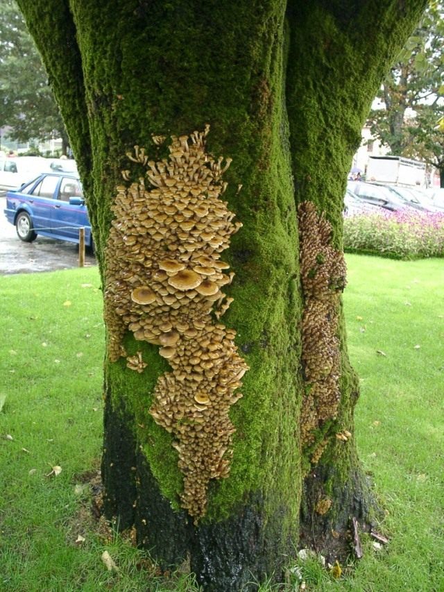 Опёнок осенний (Armillaria mellea) Опёнок осенний (Armillaria mellea)