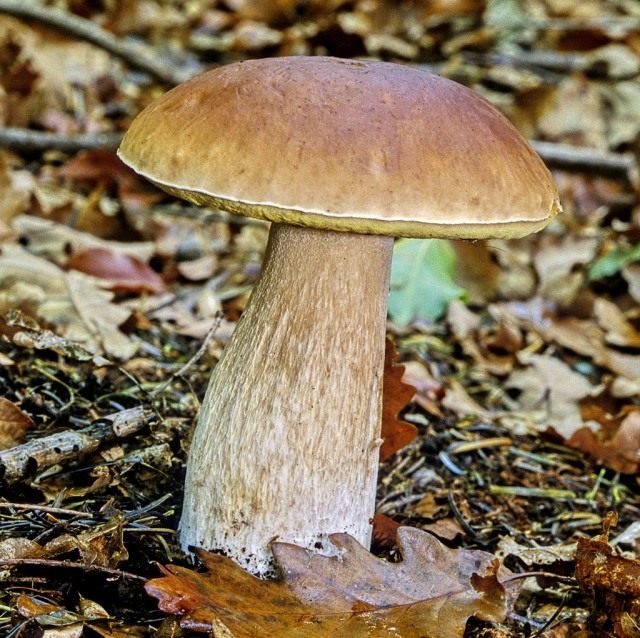 Белый гриб (Boletus edulis) Белый гриб (Boletus edulis)