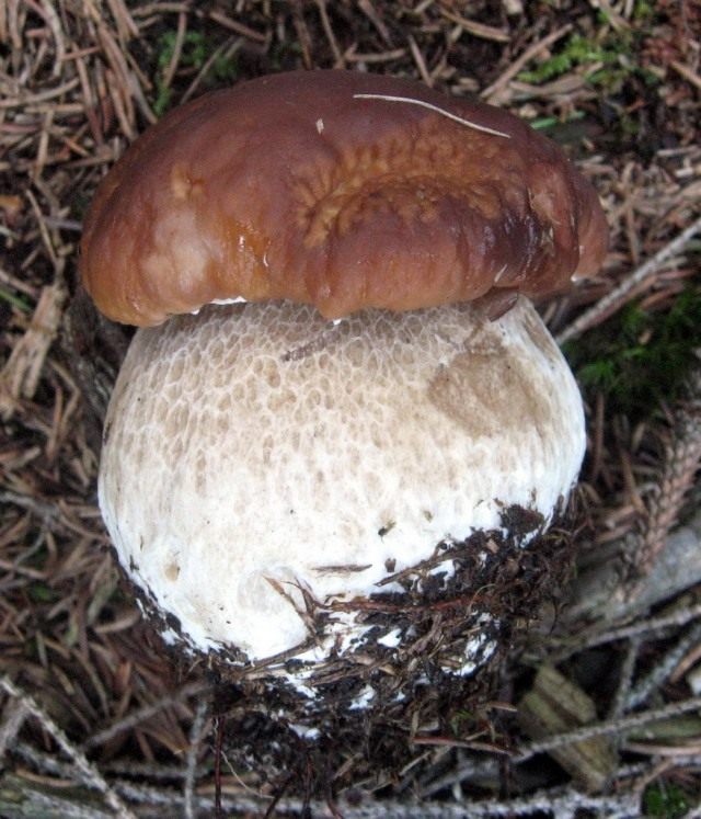 Белый гриб (Boletus edulis) Белый гриб (Boletus edulis)