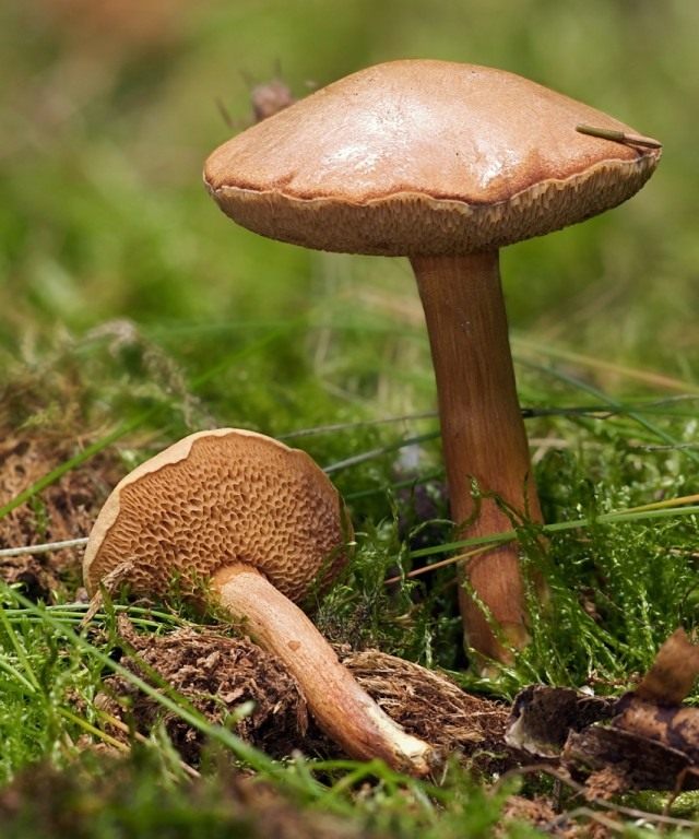 Перечный гриб, или маслёнок перечный (Chalciporus piperatus) Перечный гриб, или маслёнок перечный (Chalciporus piperatus)