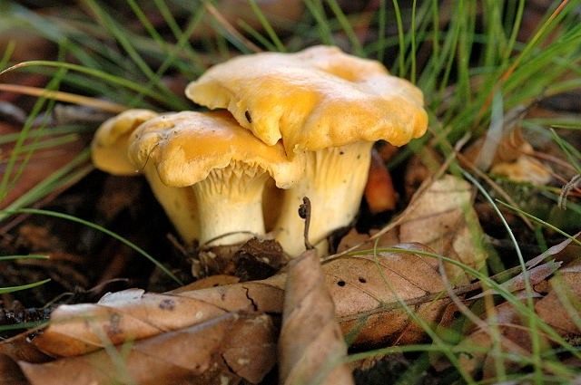 Лисичка обыкновенная (Chanterelle) Лисичка обыкновенная (Chanterelle)