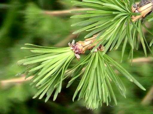 Лиственница (Larix) Лиственница европейская, или Лиственница опадающая (Larix decidua)