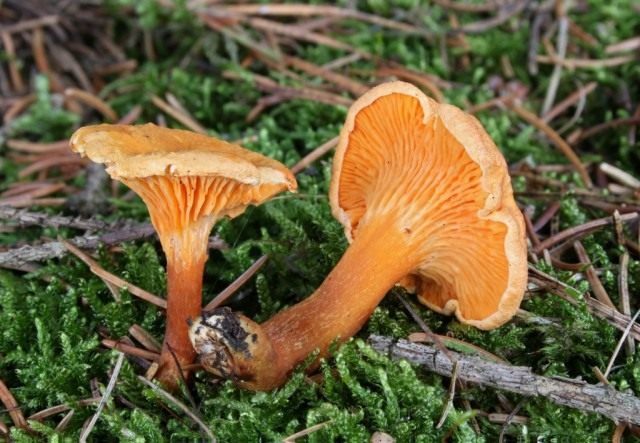 Говорушка оранжевая, или ложная лисичка (Hygrophoropsis aurantiaca) Говорушка оранжевая, или ложная лисичка (Hygrophoropsis aurantiaca)