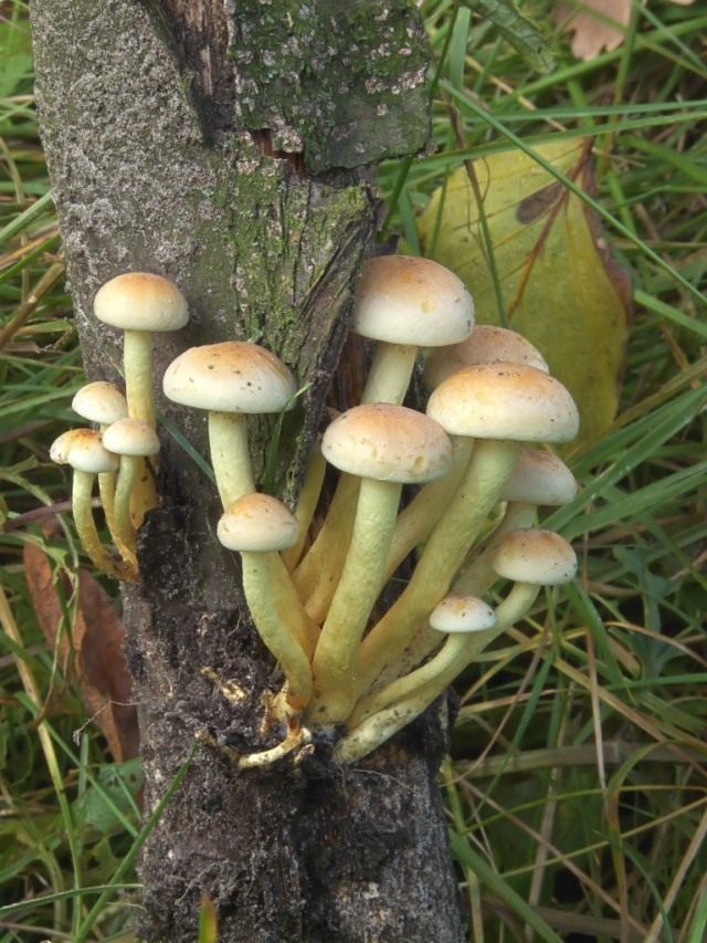 Ложноопёнок серно-жёлтый (Hypholoma fasciculare) Ложноопёнок серно-жёлтый (Hypholoma fasciculare)