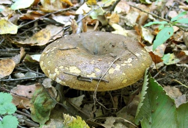Груздь чёрный (Lactarius turpis) Груздь чёрный (Lactarius turpis)