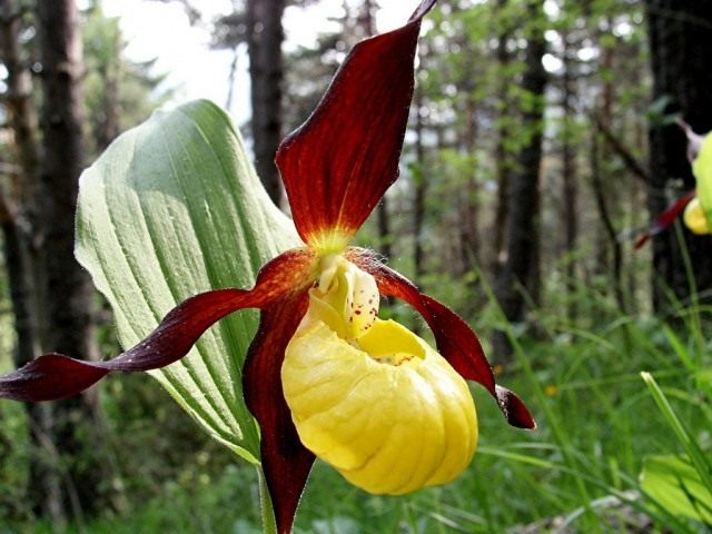 Венерин башмачок (Cypripedium calceolus) Венерин башмачок (Cypripedium calceolus)