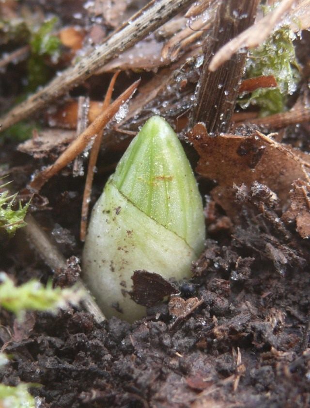 Венерин башмачок (Cypripedium calceolus) Венерин башмачок (Cypripedium calceolus)