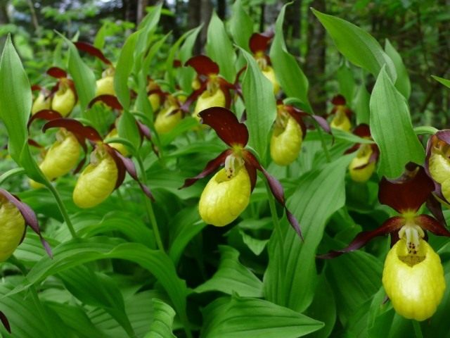 Венерин башмачок (Cypripedium calceolus) Венерин башмачок (Cypripedium calceolus)
