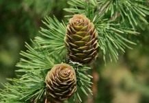 Лиственница (Larix)