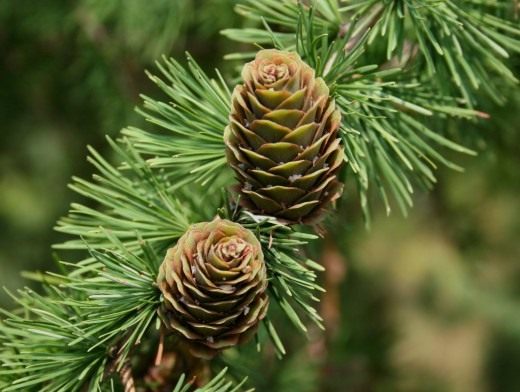 Лиственница (Larix) Лиственница (Larix)